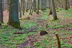 Die Wiege des Pferdebaches