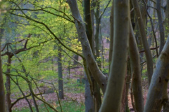 Die Wiege des Pferdebaches