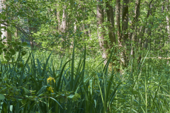 Sumpflilie am Pferdebach