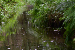 Pferdebach bei Regen