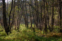 Schwarzerlen am Pferdebach