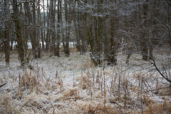 Schwarzerlen im Winter