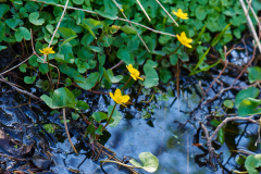 Sumpfdotterblumen am Pferdebach