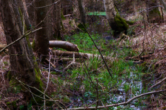 erstes Grün am Pferdebach