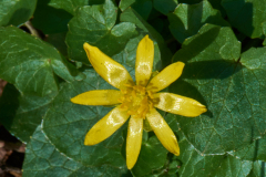 Scharbockskraut