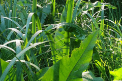 Fluss-Ampfer