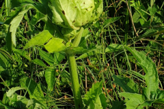 Kohl-Kratzdistel