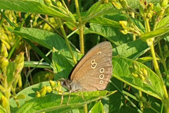 Brauner Waldvogel