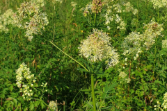 gelbe-Wiesenraute1