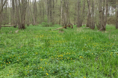 in unserem Auenland
