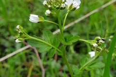 Brunnenkresse in Blüte