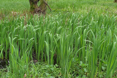 Sumpfschwertlilie