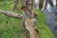 Weidewirtschaft-und-Stacheldraht....immer-ein-Zeichen-fuer-Artenvielfalt.-Sowohl-bei-Flora-als-auch-bei-Fauna.