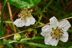 Brombeerblüte, Sommerregen am Pferdebach