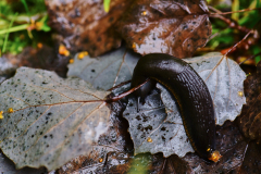 Nacktschnecke Sommerregen am Pferdebach