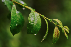 Sommerregen am Pferdebach