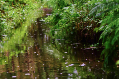 Sommerregen am Pferdebach