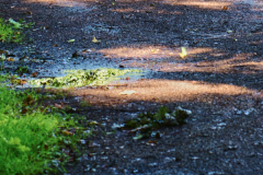 nach dem Sommerregen am Pferdebach
