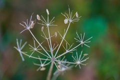 Wiesenkerbel