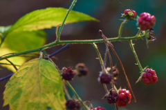 Brombeere