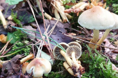 Im vermeintlich wertlosen Wald: