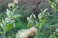 Kohlkratzdistel