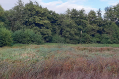 Seggenried, dahinter Erlenbruch