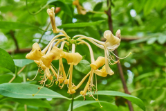 Geissblatt