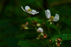 gefurchte-Brombeere