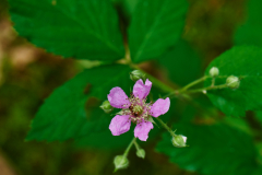 ulmenblaettrige-Brombeere