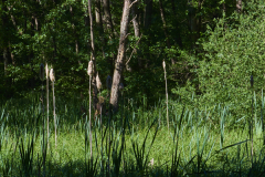 Frühsommerspaziergang am Pferdebach