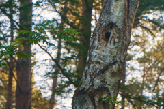 Ende Mai: Ein Morgen im Wald