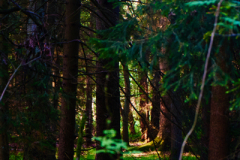 Ende Mai: Ein Morgen im Wald