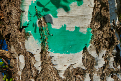 DEr BAggerbeisser wacht