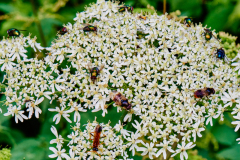 Wiesenbärenklau