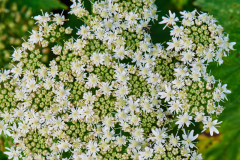 Wiesenbärenklau