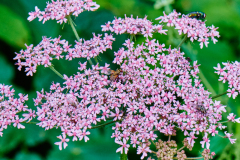Wiesenbärenklau