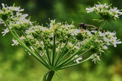 Wiesenbärenklau