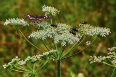 Wiesenbärenklau