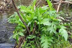 Kohlkratzdistel
