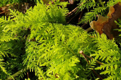 Thuja-Tamarisken-Moos