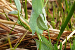 Wiesenplatterbse