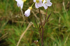 Wiesenschaumkraut