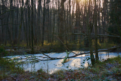 Teich am Liebesgrund