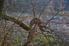 Wiese im Feuchtgebiet des Pferdebachs
