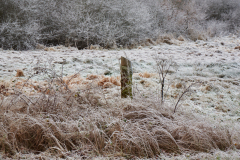 Wiese im Feuchtgebiet des Pferdebachs
