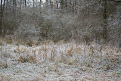 Binsen im Feuchtgebiet des Pferdebachs