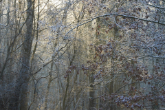 2021-01-26_11-07-01-1